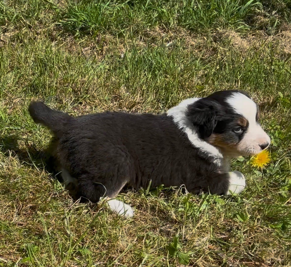 Ty Nod Gwen - Chiots disponibles - Berger Australien