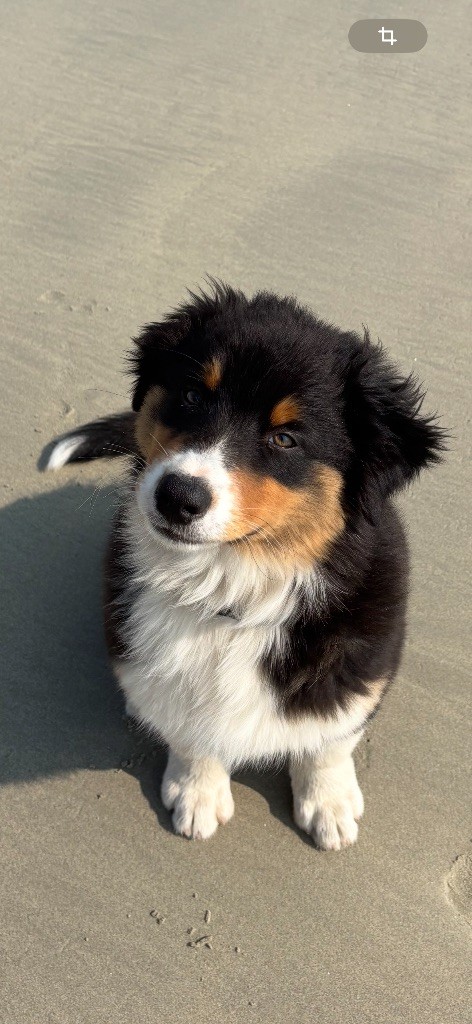 Ty Nod Gwen - Chiots disponibles - Berger Australien