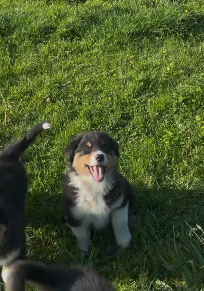 Ty Nod Gwen - Chiots disponibles - Berger Australien